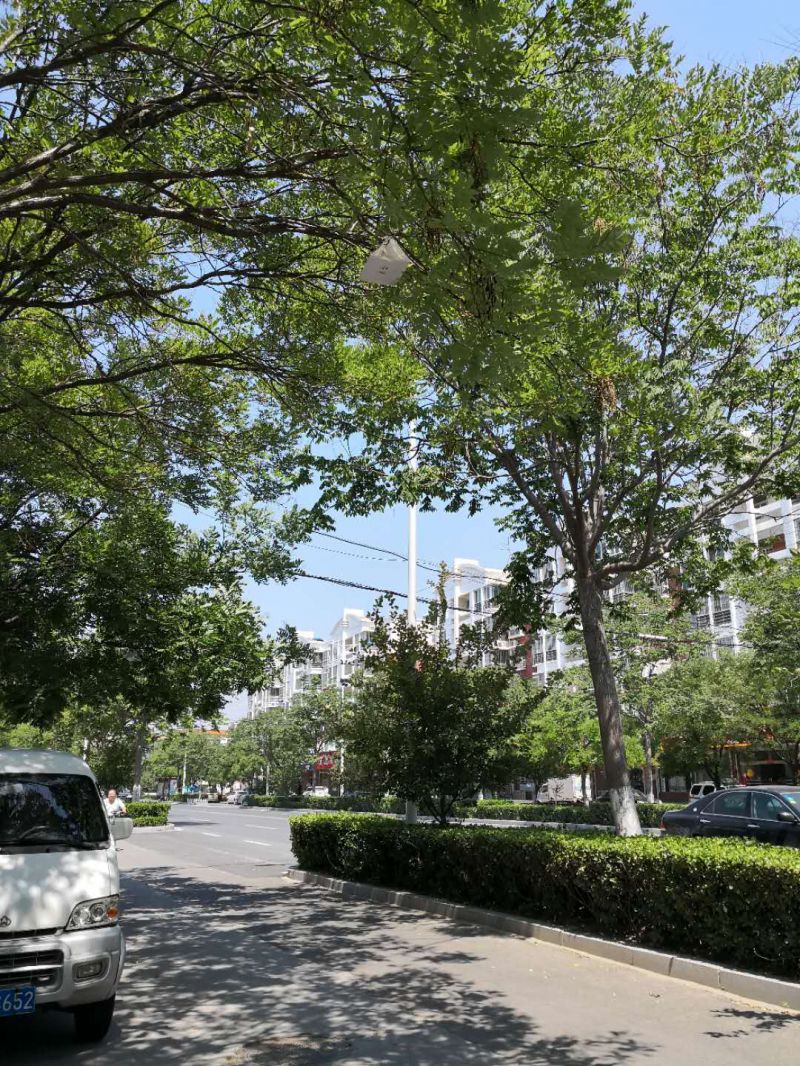 绿化苗木的选择与养护:未来趋势与发展前景