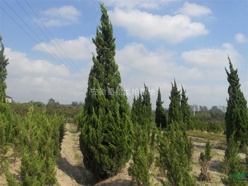 国槐的种植与养护:行业分析视角