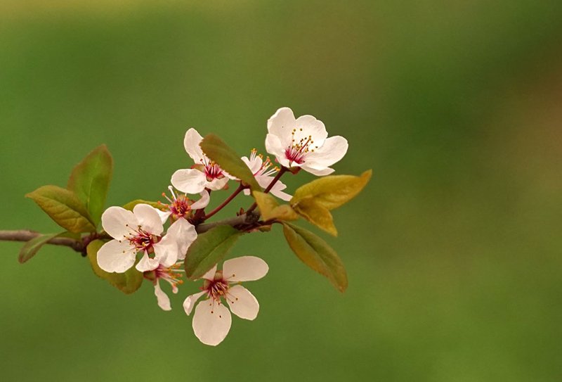 国槐种植技巧大揭秘：如何让国槐茁壮成长？