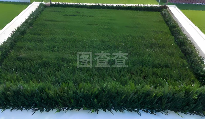 绿化苗木的选择与栽种,你真的懂吗?