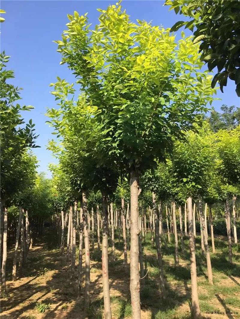 国槐的种植与养护:从新手到专家